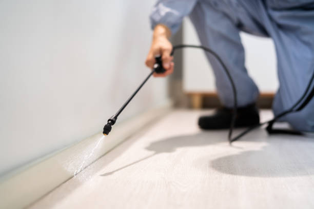Licensed Termite Control service in Wild Peach Village, TX - Nex Pest Control